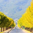 황금빛 가로수길 이미지