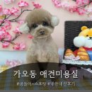 아토 강아지 미용실 이미지