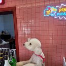 PENTACLE | 대전 신흥동 타로카페 추천 느좋 펜타클타로펍카페