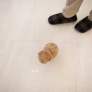 루루퍼피 이미지