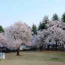 시청별관앞 꽃보라동산 이미지