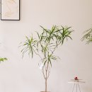 P-6111 | 광주 당일 배송도 가능한 개업화분 추천 꽃집 수완지구 그린다.