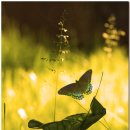 Madame Butterfly / Maria Tardy with Alexander Pinderak 이미지