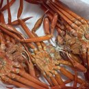 영덕대게 이미지