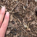 (주)야생 | 화야산 야생화 탐사, 근데 이제 야생동물을 곁들인