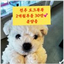 미니퍼피 이미지