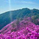 이국정서 | 창원 천주산 진달래축제 일정 주차장 천주산 등산코스