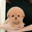 도그플러스 동물병원 이미지