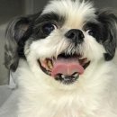 Dr.DOG 동물의료센터 이미지
