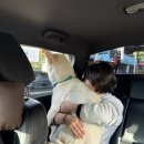 레오까까 | 25년 부산 벡스코 부산펫쇼 펫 페어 반려동물 박람회 무료로 다녀온 후기
