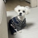 아따멍멍 미용앤호텔 이미지