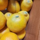 귤림청과 | 귤림청과 가지마세요 사기당해요 (동문시장 과일가게)