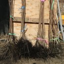 대규농장 이미지