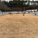 자연속의 펫 이미지