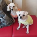 dog조아 | 정말 애완동물을 생각해주는 dog조아 남양주강아지미용