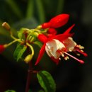 홍사초롱 이미지