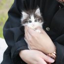 미니펫 강아지분양 고양이분양 강남점 이미지