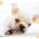 아기강아지 이미지