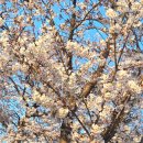 행복하닭 | [인천 신포국제시장] 맛집 5곳 정복! 신포닭강정·공갈빵·타코야끼·에그타르 웨이팅 &amp; 홀 식사 리얼...