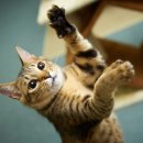 숲 동물의료센터 이미지