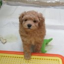 코코목욕 이미지