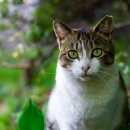 개청순한고양이 이미지