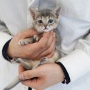 강남고양이분양 스타돌스 이미지