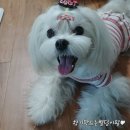조이피아 네이버블로그