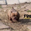 KGB KENNEL 이미지