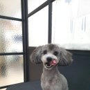 수정애견미용실 이미지