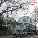 새마을세탁소 | 외국인 관광객도 반한 서귀포벚꽃, 대륜동 벚꽃축제에서 만난 제주벚꽃명소의 매력