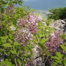 수수꽃다리 이미지