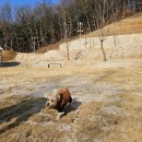 월미공원 운동장매점 화장실 | 파주애견카페 슈베르몽 대형 강아지운동장 서울근교 애견운동장