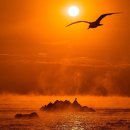 퍼쉬퍼피 이미지