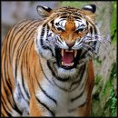 호랑이와 반달곰 이미지