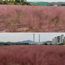 양주 나리공원 천일홍축제의 가을 나들이를 ~~~ 이미지