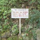 [안성맛집] - 다리골가든 :: 계곡 소리와 함께 토종 닭백숙 먹으며 몸보신 제대로 하고온 후기! (+애견...