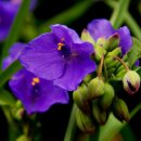 물망초forgetmenot 이미지
