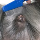 본동물메디컬센터 24시수성점 이미지