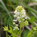 작은꽃지천 이미지