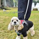 강아지소풍 | [일상] 🍱10월 강아지 정모 코카 가을 소풍 참가후기