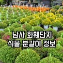천덕산로 | 용인 남사화훼단지 분갈이 식물 정보·남사화훼집하장·에르베플라워아울렛 후기