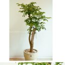 해피트리 이미지