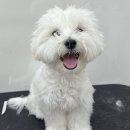 그루머솔 이미지