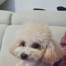 아멜리몽 이미지