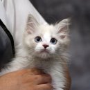 인천고양이분양 도레미캣 이미지