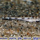 어류도감 이미지