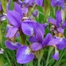 5월 14일의 꽃은 '붓꽃(Siberian iris)' 이미지