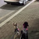 멍댕이 애견유치원 이미지