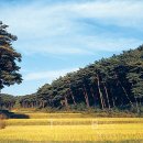 안면도자연휴양림 이미지